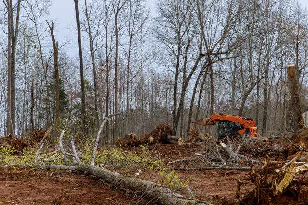 Best Firewood Processing and Delivery  in Anthony, TX